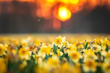 Daffodil evening