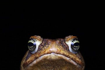 Giant toad by Simon Hazenberg