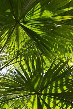Botanisch Schaduwspel van Bianca ter Riet