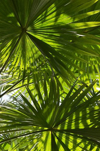 Jeu d'ombres botaniques