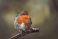 Robin
