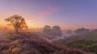 Bloeiende heide met ochtenddauw