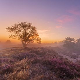 Bloeiende heide met ochtenddauw van Dennie Jolink