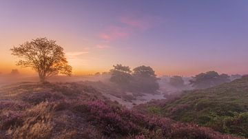 Flowering heather with morning dew by Dennie Jolink