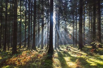 Herbstlicht von Steffen Gierok