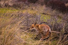 Vos von Marko de Jong