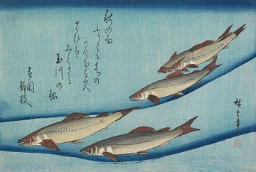 Japanische Kunst Ukiyo-e. Forelle von Utagawa Hiroshige. Vintage Farbholzschnitt von Dina Dankers
