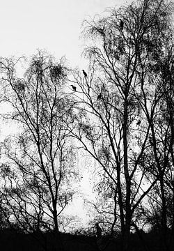 Vogelbaum Schwarz/Weiß