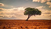 Lonely Tree in the Desert