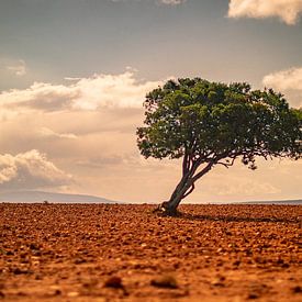 Lonely Tree in the Desert sur Fabian Bosman