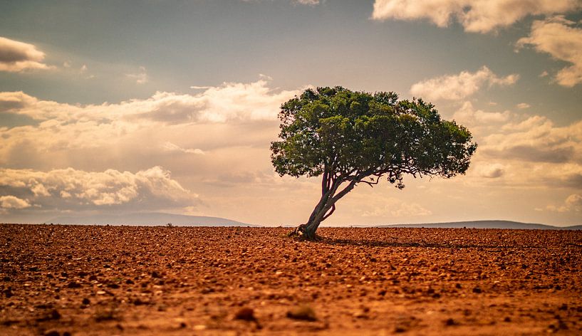 Lonely Tree in the Desert by Fabian Bosman