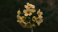 Fleur jaune