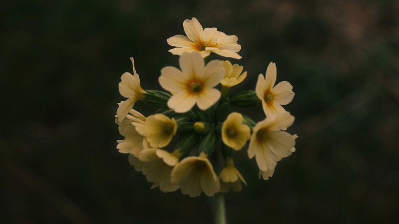 Fleur jaune par Pieter Frans Flameling