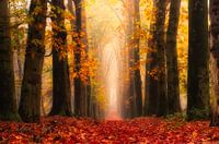 festive autumn