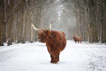 Schottischer Highlander im Schnee