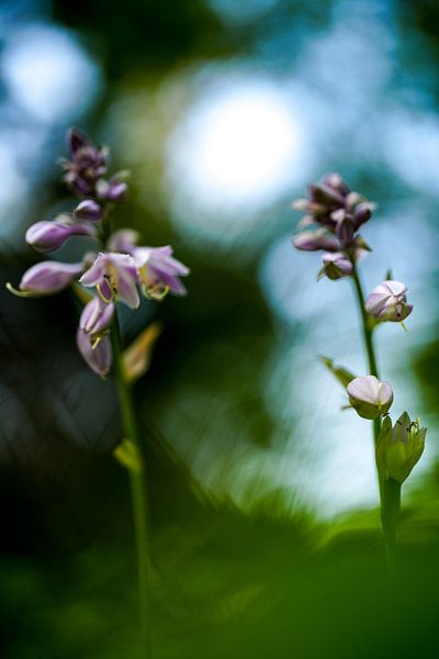 Nature photo Hyacinth Art by Martijn Jebbink Photography
