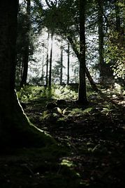 Spannender Wald von simone swart