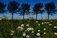 Spring flowers