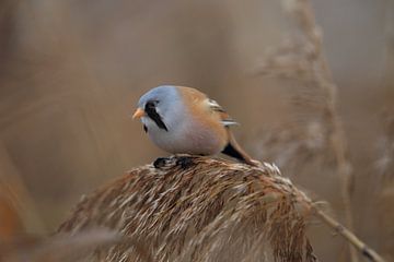 Bearded Tit (Panurus biarmicus) Baden-Württemberg by Frank Fichtmüller