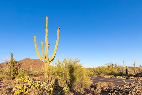 Landschapsimpressie van het Saguaro Nationaal Park