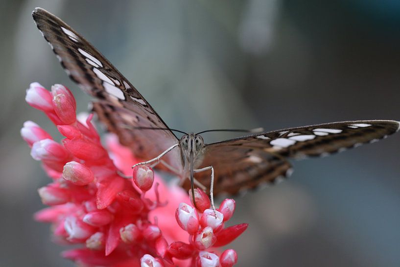 de vlinder op de rood-witte bloem - butterfly in close up - Schmetterling hautnah - Papillon se bouc von Ineke Duijzer