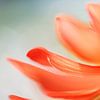 Dahlia art - orange - macro photography by Sigrid Olschinski