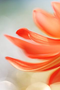 Dahlia art - orange - macro photography