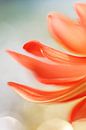 Dahlia art - orange - macro photography by Sigrid Olschinski thumbnail