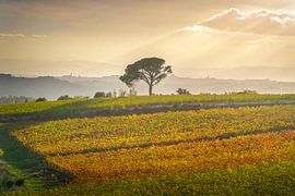 Stone pine and vineyards, autumn in Chianti region by Stefano Orazzini