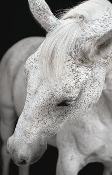 Fine Art Portrait cheval blanc sur Yvonne van de Kop