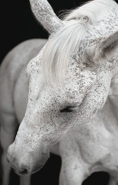 Fine Art Portrait cheval blanc par Yvonne van de Kop