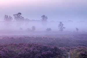 Path the purple moor on