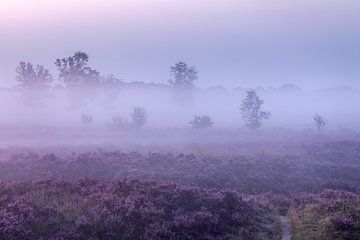 Sentier de la lande violette sur sur Karla Leeftink