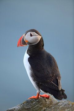 Puffins Norway by Frank Fichtmüller