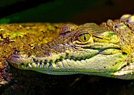 Beulenkrokodil von Leopold Brix