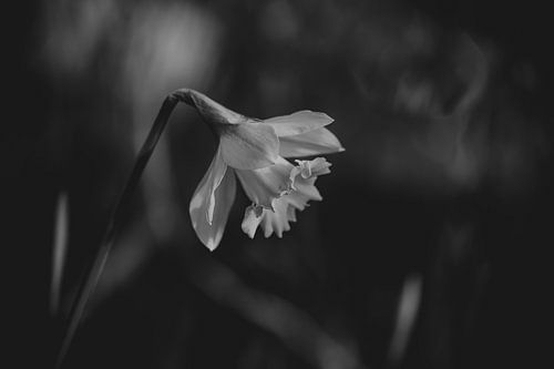 black and white daffodil