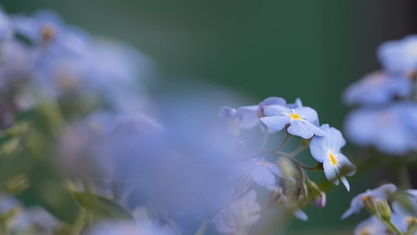 Forget-me-not by Bo Valentino