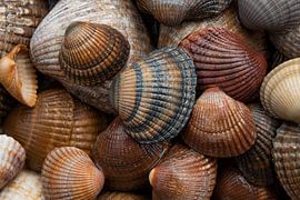 Eine Sammlung von Muscheln (braun, beige und sandig) nach einer Welle von Wasser von Marjolijn van den Berg