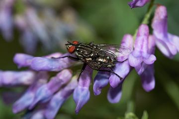 Fly on Wikke by Anne Ponsen