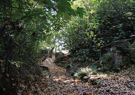 Wildernis van Jan Katuin