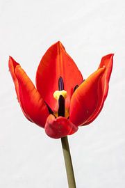 geopend voor de zon van mick agterberg