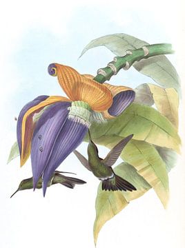 Sombre zoemende vogel, John Gould van Hummingbirds