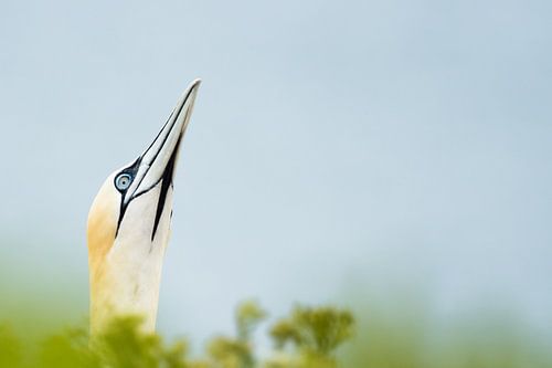 Jan van Gent dans la lumière du matin