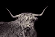 Scottish Highlander, bovin à poils longs, en noir et blanc par Gert Hilbink Aperçu