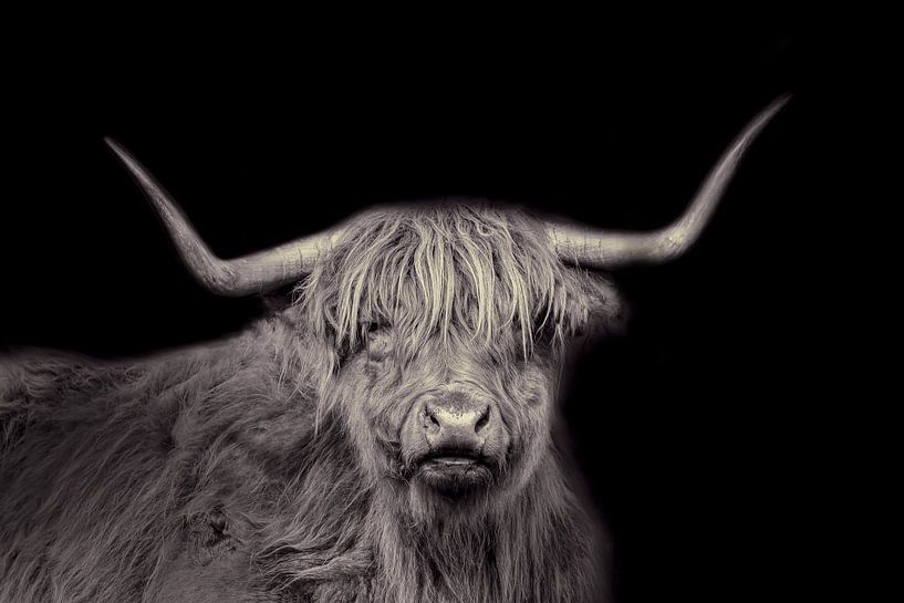 Scottish Highlander, bovin à poils longs, en noir et blanc par Gert Hilbink