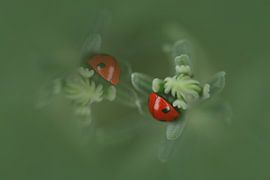 Lieveheersbeestjes van Jacqueline Gerhardt