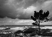 Baltic Seascape two van Mike Devlin thumbnail