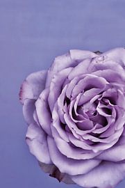 Picture of a purple rose. by Therese Brals