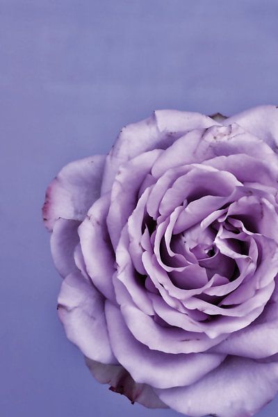 Abbildung einer violetten Rose. von Therese Brals