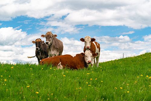 Allgäu koeien in een paardenbloem weide